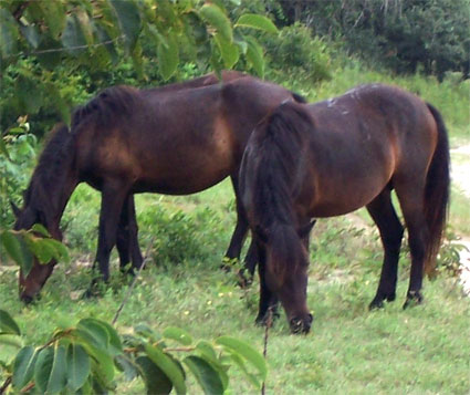 Feral Horses on the Outer Banks